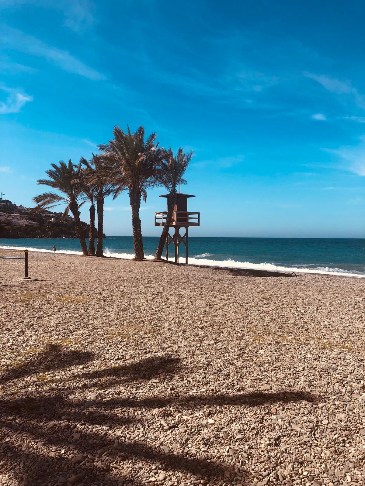 Palm trees beside a sunlit beach and blue sea