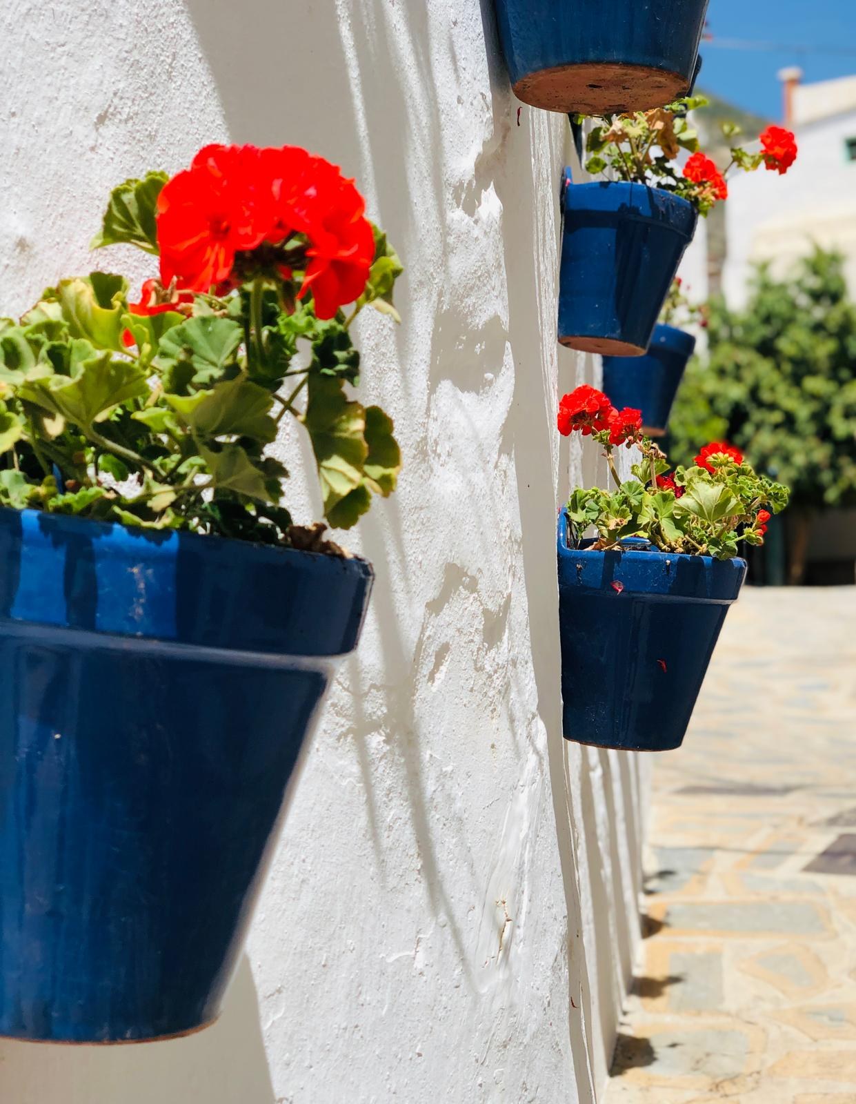 Red flowers in blue pots on a whitewashed village wall
